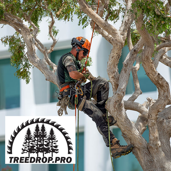 Tree Removal Service